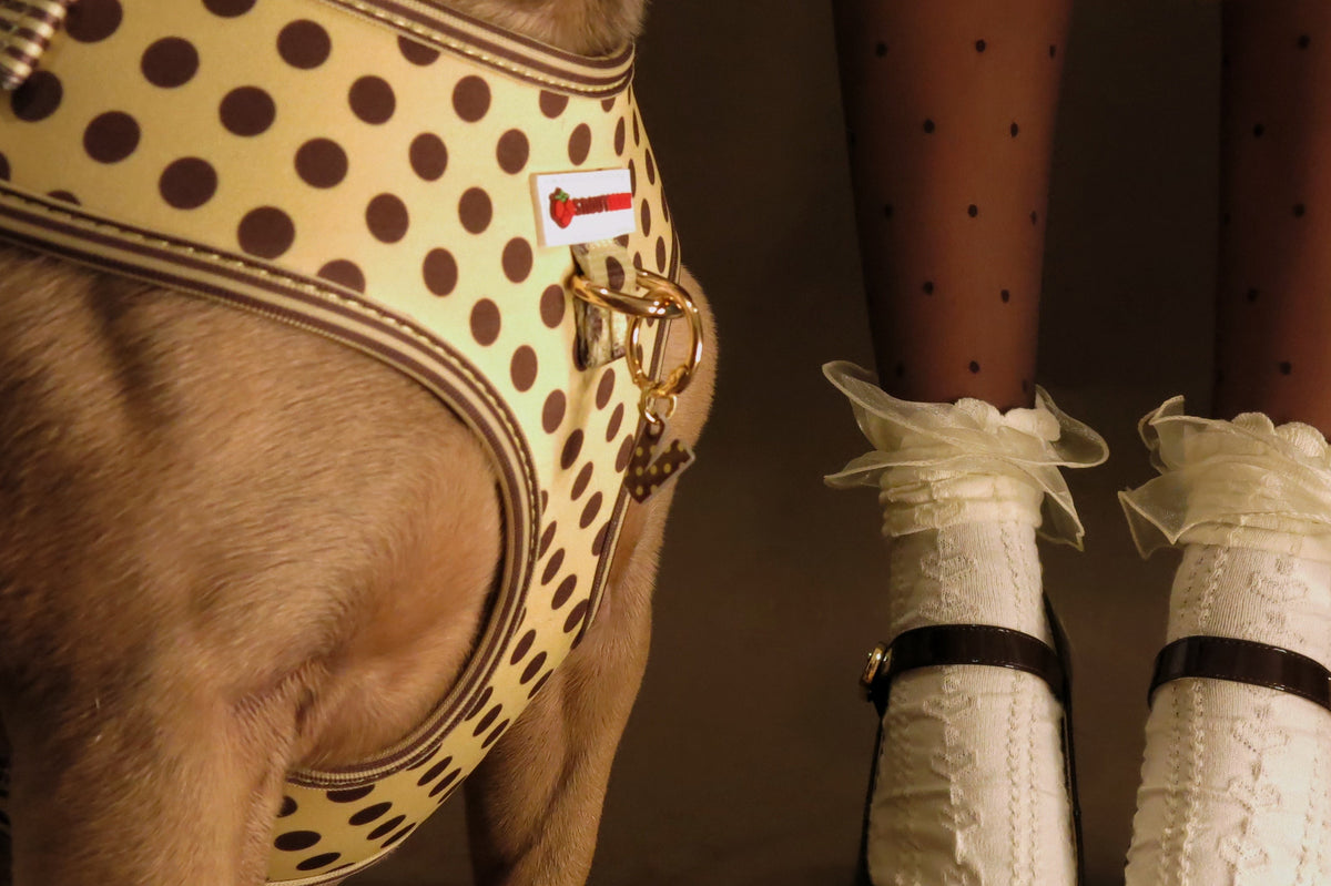 Cream dog collar with an engraved Penny bone charm