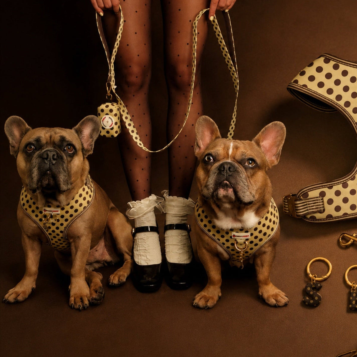 Dog wearing the Dot Drop walking collection